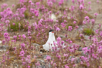 Common ternwith a chick sits on a nest among pink flowers