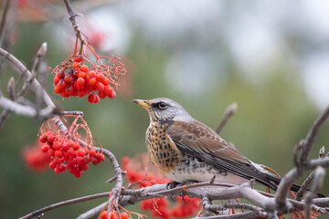 field thrush eats rowan berries close up
