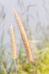 Close up of grass flower in the field with blurred background and copy space.