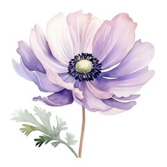 Anemone flower watercolor illustration. Floral blooming blossom painting on white background