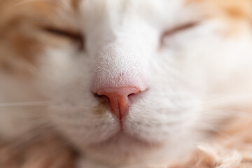 眠る猫の顔　茶トラ白