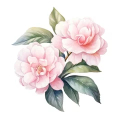 Fotobehang Camellia pink flower watercolor illustration. Floral blooming blossom painting on white background © Pixel Pine