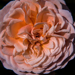 ROSES - Beautiful blooming flowers in an ornamental garden