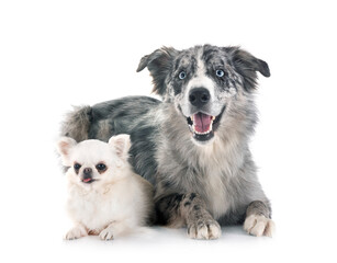 border collie and chihuahua in studio