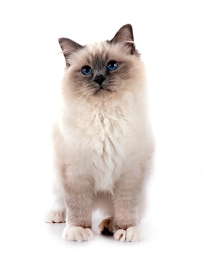 birman cat in studio