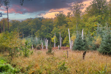 View of a clearing in front of a deciduous forest. Photograph from a nature park