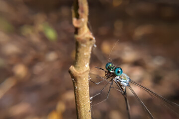 close up of a dragonfly