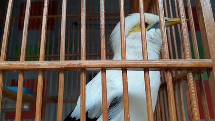 Obraz na płótnie Canvas image of a bird in a cage