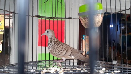 image of a bird in a cage