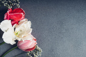 Floral composition with beautiful colorful tulips in full bloom on grey concrete background, top view. Copy space for text. Minimalist flat lay with spring blooms.