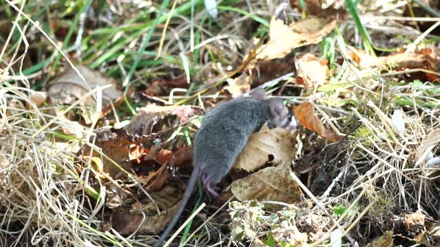 Cat playing with mouse or little rat in backyard, hunts in high grass outdoors. Pet catches rodents. Grey and white cat plays with a mouse in garden. Concept of pets natural instincts. Slow motion