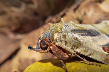 close up of a wasp on a leaf