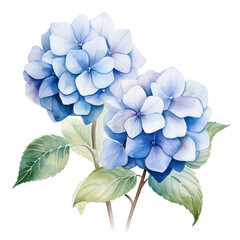 Hydrangea bouquet watercolor isolate on transparent background