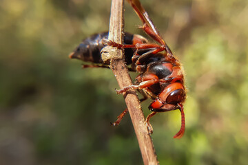bug on a leaf