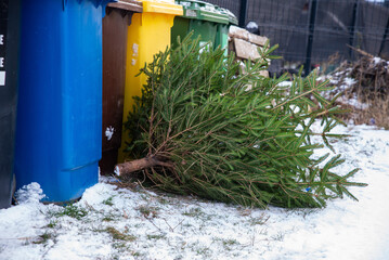 Christmas tree in the trash, waiting for the garbage truck to collect it, biodegradable waste