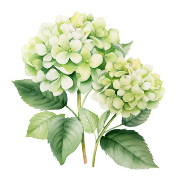 Hydrangea bouquet watercolor isolate on transparent background