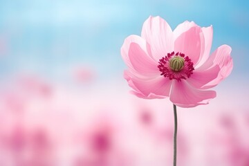  a pink flower is in the middle of a blurry image of a blue sky and pink flowers are in the background.