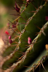 Botanical  green cactus prickly pear opuntia 