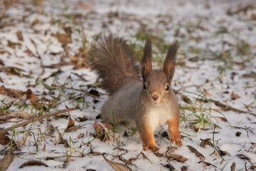 A squirrel walks through a winter park.