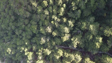 Aerial panoramic view of forest on rocky mountain slope - Ai Petri, Yalta, Crimea. Abstract aerial...