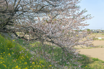 さくら堤公園の桜本埼玉県吉見町