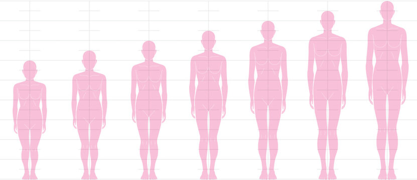前から見た人間の身長バランス。
6頭身7頭身8頭身9頭身の
女性体形のイラスト
