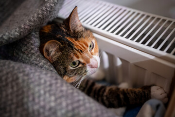 Cat warming its paws, lying by heating radiator. Fluffy calm multicolored pet covered with woolen...