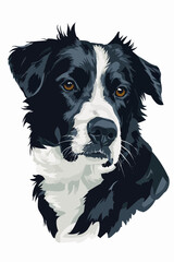 border collie dog