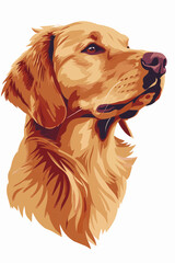 golden retriever dog