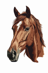 head of a horse