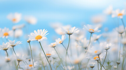 A tranquil field of white daisies flourishing under a clear blue sky, embodying the essence of a calm summer day.