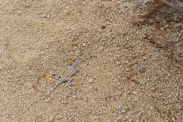 lizard in the desert