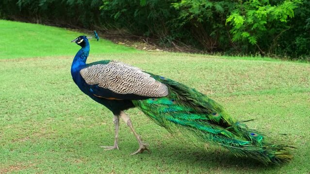 Peacock walks in the park. Wildlife, exotic birds and vacation concept.
