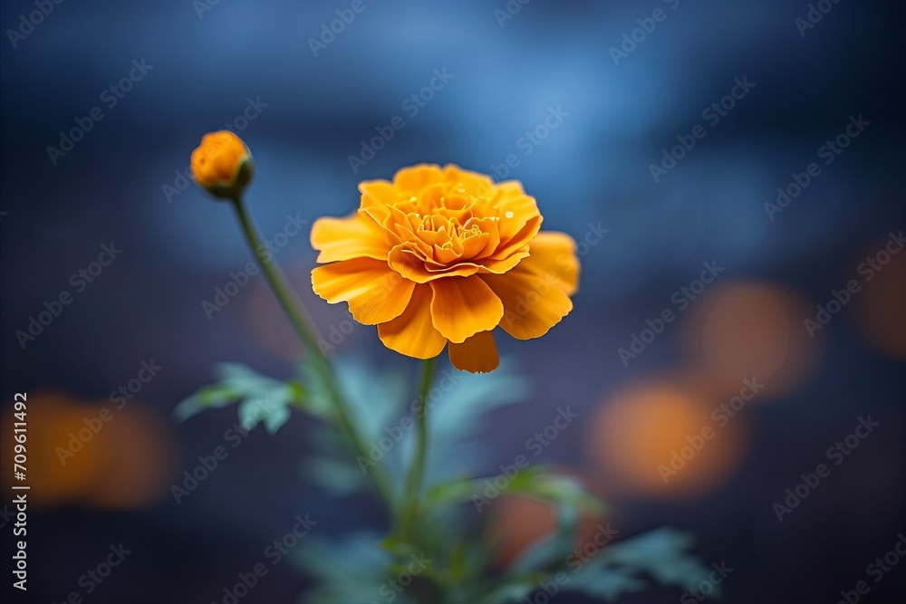 Poster yellow and orange marigold on isolated magical bokeh background with copy space for text placement