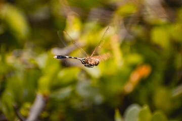  Look at this majestic dragon flying through the air, soaring above the lush green bush