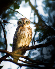 Look at this majestic creature! An owl gracefully perched on a tree branch, surveying its surroundings.
