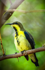 Check out this stunning yellow and black bird perched majestically on a tree branch