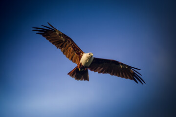 Soaring high in the endless blue sky, this majestic bird reminds us to embrace our freedom and reach for the stars