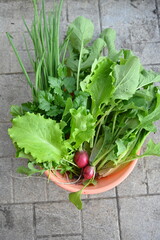 radish salad, radishes, radish, lettuce leaves, lettuce salad, lettuce leaf, lettuce, leaves, photo, garden, fresh greens, fresh produce, vegetables, harvest, agriculture, gardening, greenery, food, h