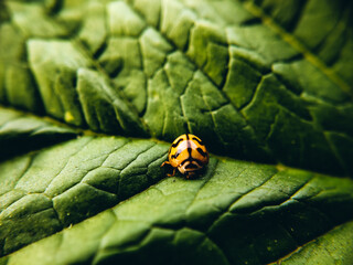 Look at this adorable ladybug taking a break on a vibrant green leaf Nature's little supermodel