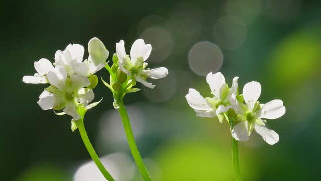 Venus Flytrap flowers and stems. Dionaea muscipula.