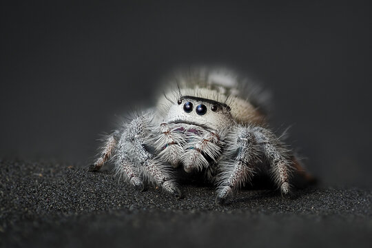 Female regal jumping spider, Phidippus regius - Powered by Adobe