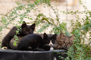 A feral, tiger stripe mother cat and two kittens rest among bushes in a Jerusalem garden.