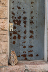 Ginger cat sitting upright beside a rusted metal door.