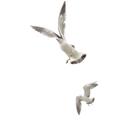 Flying seagull in the sky. Isolated on white.