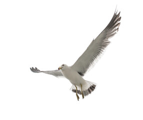 Flying seagull in the sky. Isolated on white.