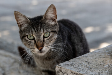 Closeup of a grey and black, tiger stripe, feral cat with large green eyes.