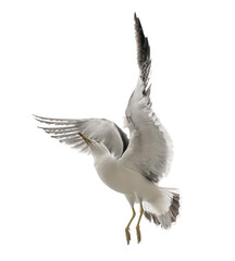 Flying seagull in the sky. Isolated on white.