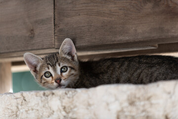 Tiny, grey, tiger stripe kitten finds shelter beneath a wooden beam.