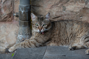 Feral Jerusalem street cat with Stomatitis, a disease that causes severe inflammation of the entire mouth. © Yehoshua Halevi
